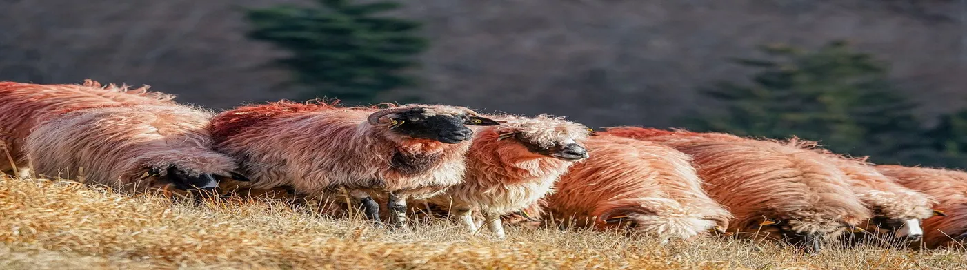 법무법인 서앤율